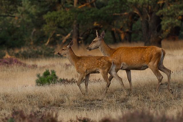 39 Hoge Veluwe, edelherten.jpg